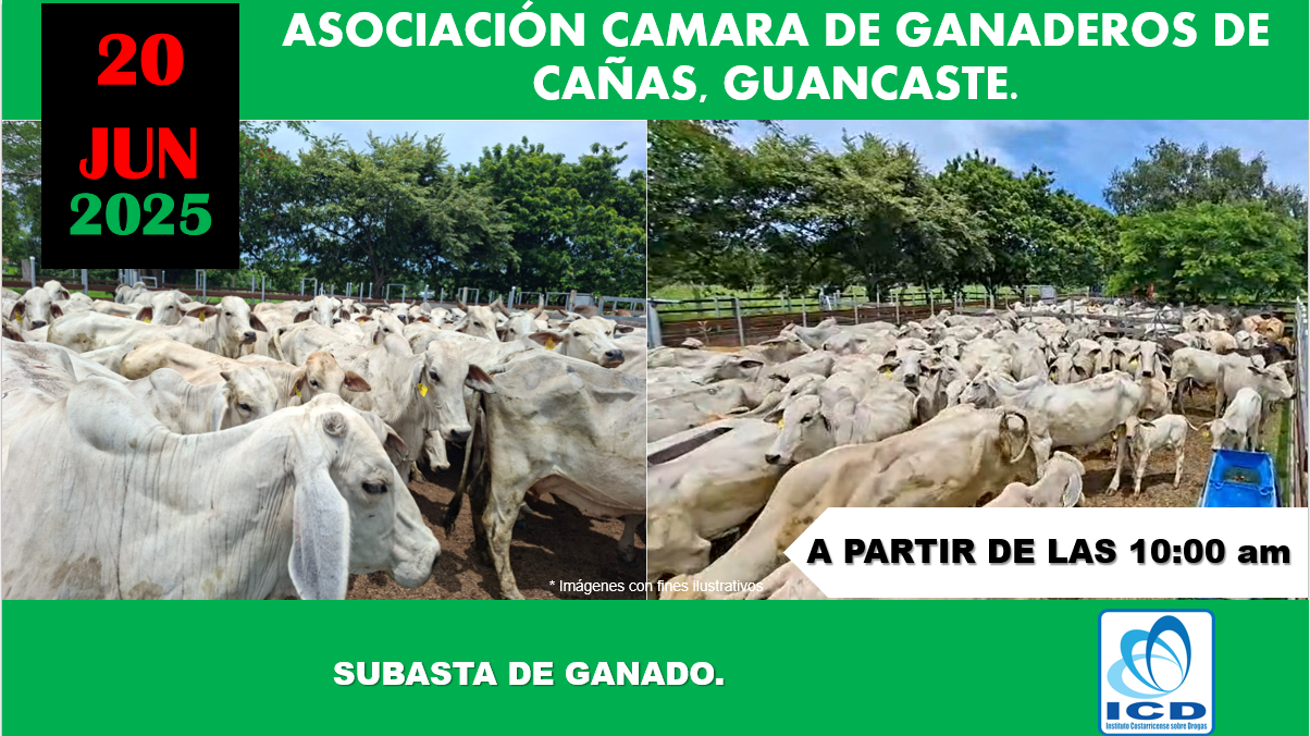 Anuncio de subasta de ganadado Cañas Guanacaste.