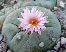PEYOTE