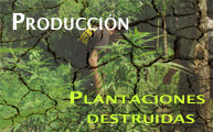 Plantaciones de Marihuana