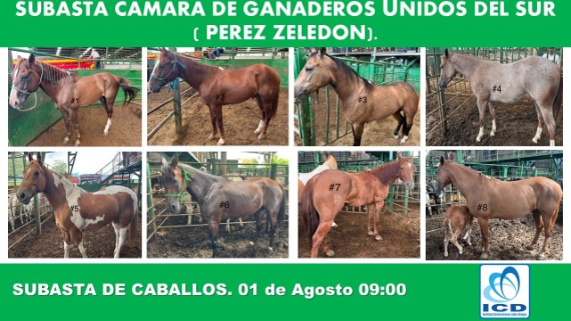 Venta equinos 01 Agosto 2025 - Cámara de Ganaderos de Pérez Zeledón 